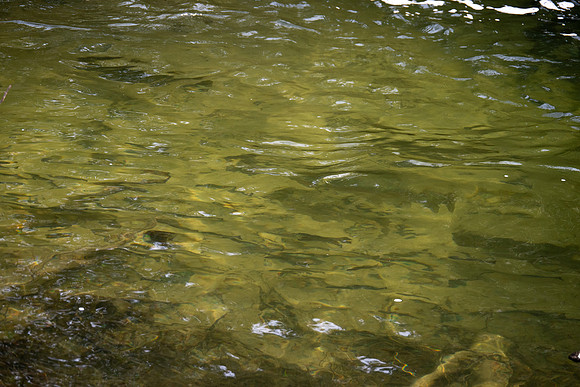 Heinz Creek Fish-254