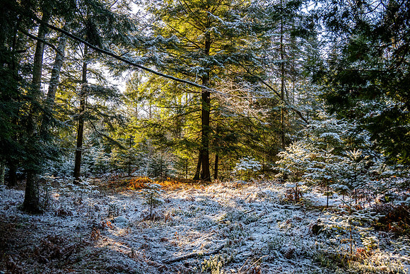 Ship Canal Preserve-26