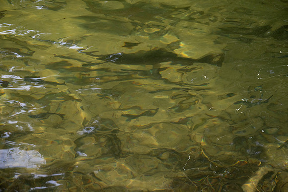 Heinz Creek Fish-281