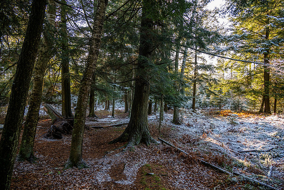 Ship Canal Preserve-29