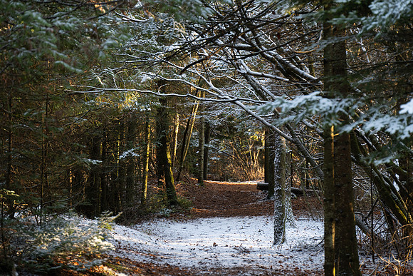 Ship Canal Preserve-88