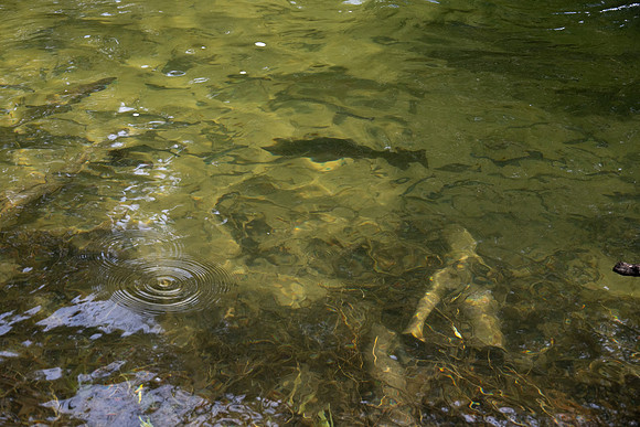 Heinz Creek Fish-301