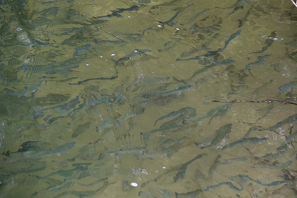 Heinz Creek Fish-306