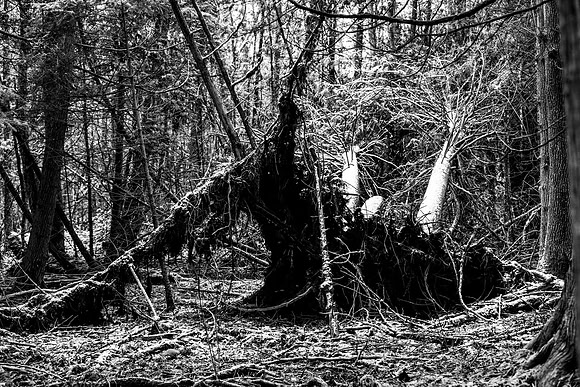 Kangaroo BW-133