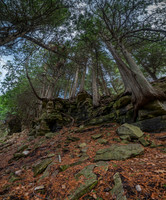 DBluffTree-13-HDR-Pano