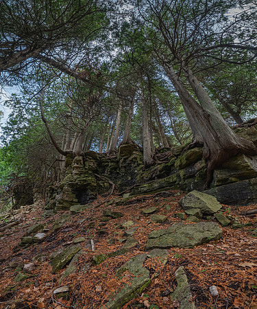 DBluffTree-13-HDR-Pano