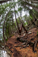 DBluffTree-112-HDR-Pano
