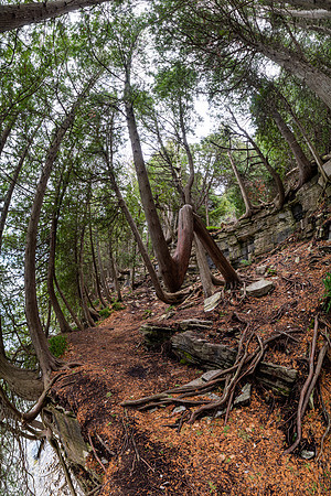 DBluffTree-112-HDR-Pano