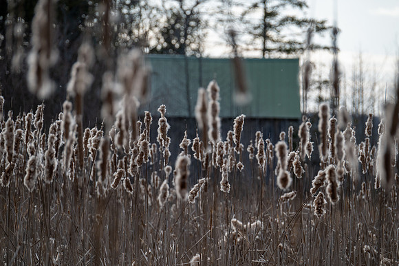 Toft Cat tails-2