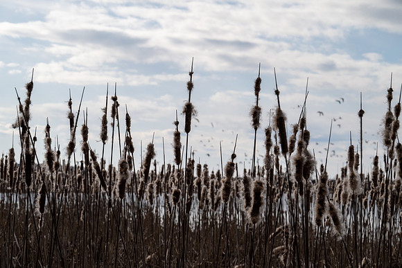 Toft Cat tails-9