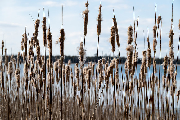 Toft Cat tails-22