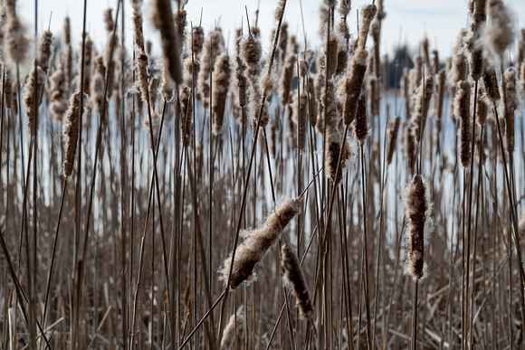 Toft Cat tails-75