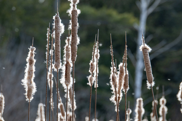 Toft Cat tails-65