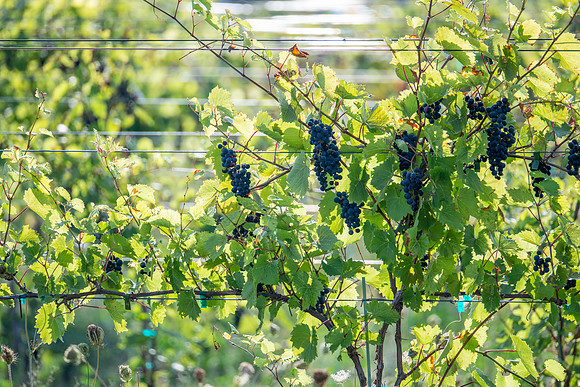 Anchored Roots Vineyard and Winery DDC 2026-34
