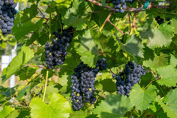 Anchored Roots Vineyard and Winery DDC 2026-36