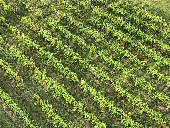 Anchored Roots Vineyard and Winery DDC 2026-78