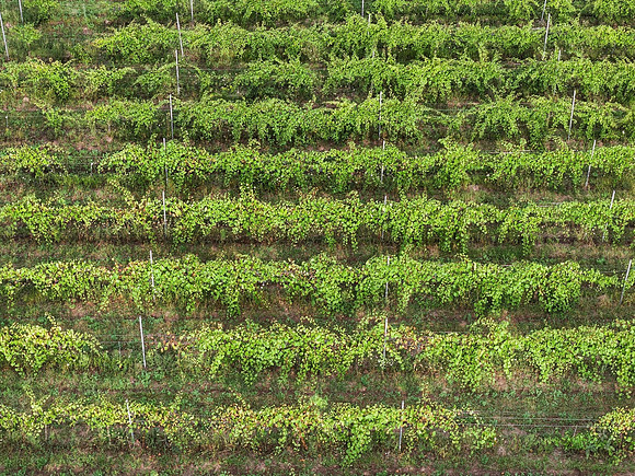 Anchored Roots Vineyard and Winery DDC 2026-79