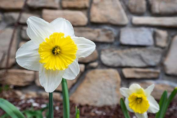 Dafodils-1