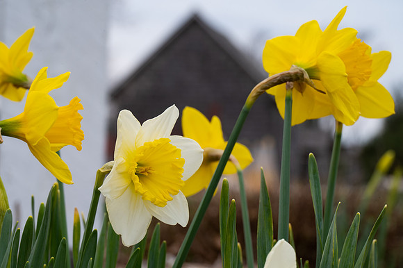 Dafys-107