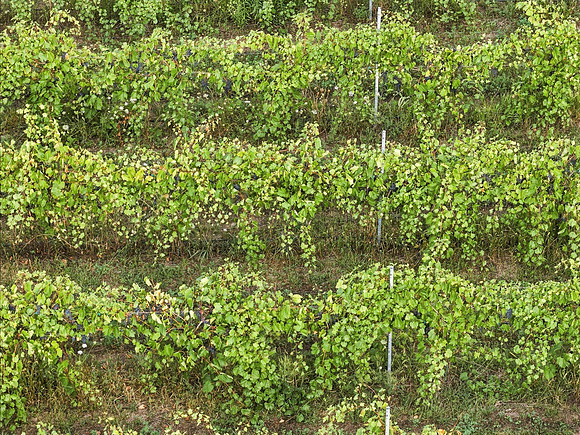 Anchored Roots Vineyard and Winery DDC 2026-80