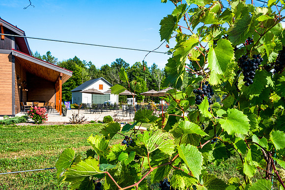 Anchored Roots Vineyard and Winery DDC 2026-28