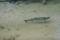 HeinsCreekSalmon-8