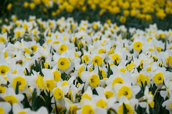 Dafys-150