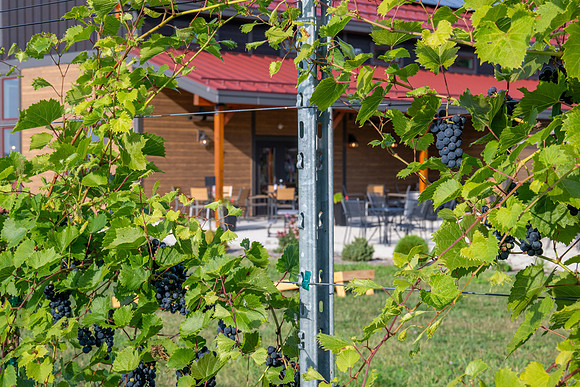 Anchored Roots Vineyard and Winery DDC 2026-35