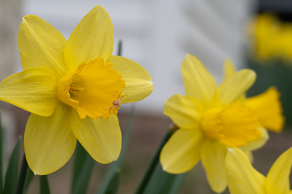 Dafys-63