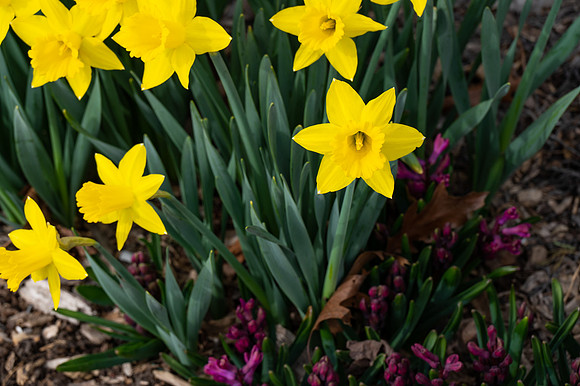 Dafys-175