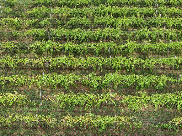 Anchored Roots Vineyard and Winery DDC 2026-79