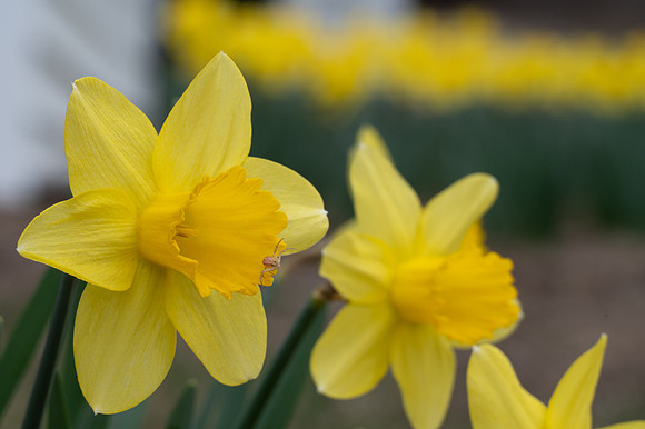Dafys-69