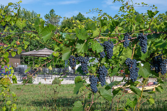 Anchored Roots Vineyard and Winery DDC 2026-33