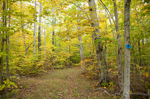 RichForest-54