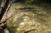 HeinsCreekSalmon-120
