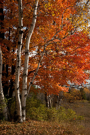 CanalPreserve-5257