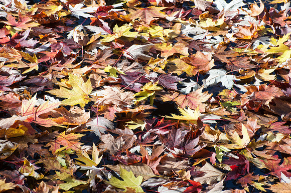 APondFall101114-59