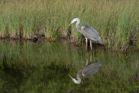 08042009BlueHeron100