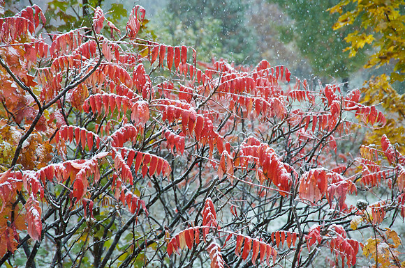 SnowColors8