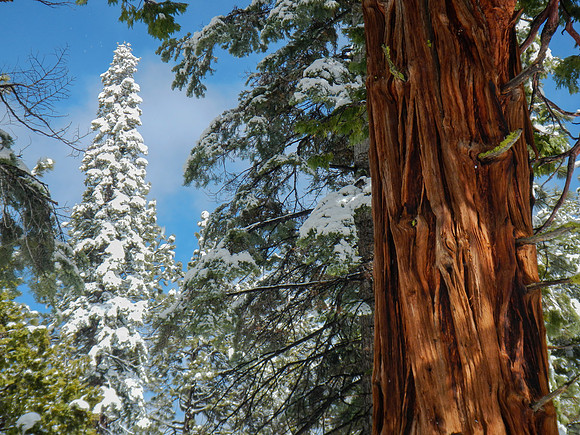 Snowshoe3-28-12-28