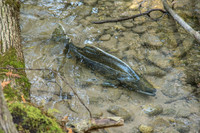 FallFish-118