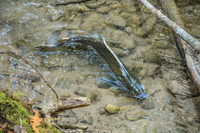 FallFish-122