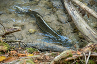 FallFish-126