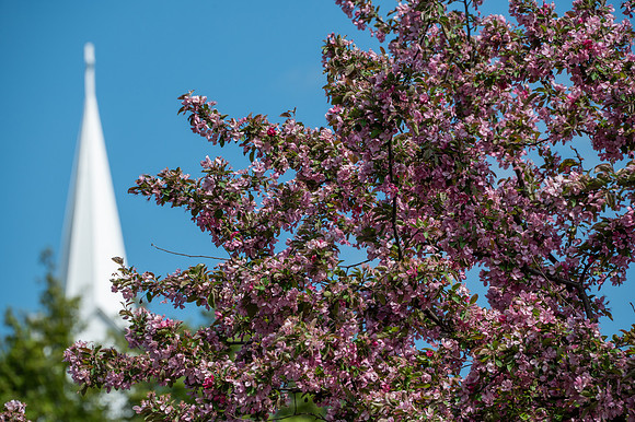 EphBlossomPark-6