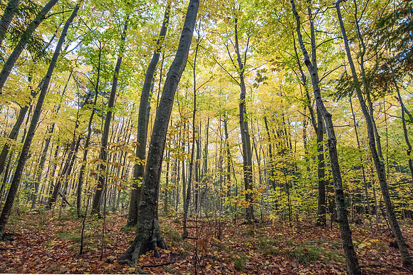 LautBacWoodFall14-9