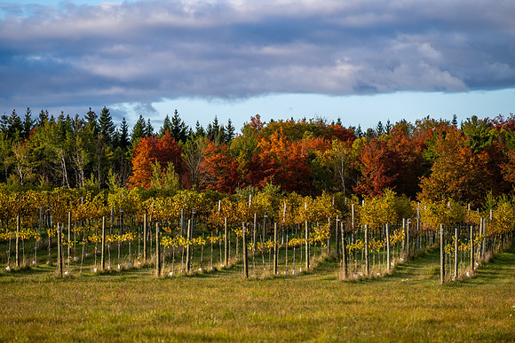 Fall Farm EB Road-1