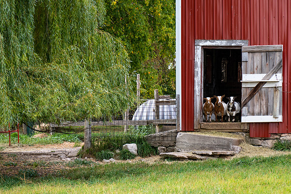 Fall Farm EB Road-2