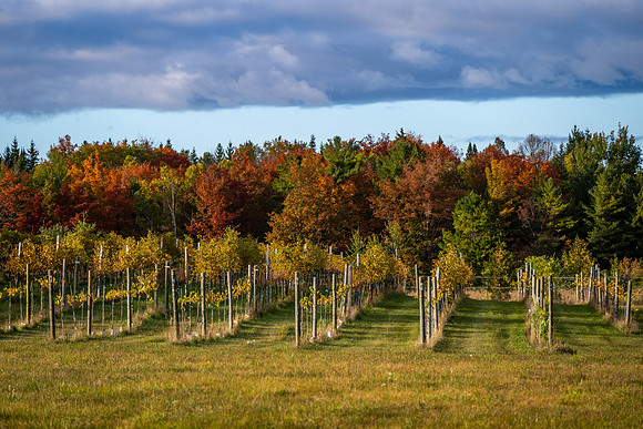 Fall Farm EB Road-17