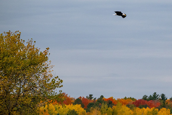 Sturg Dark Peak Colors-19