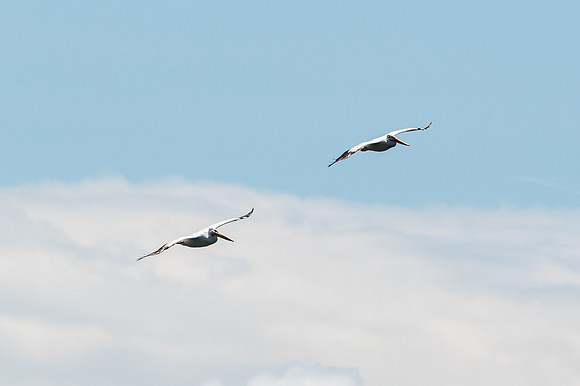 Gills Rock Pelicans-31